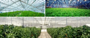Greenhouse Header